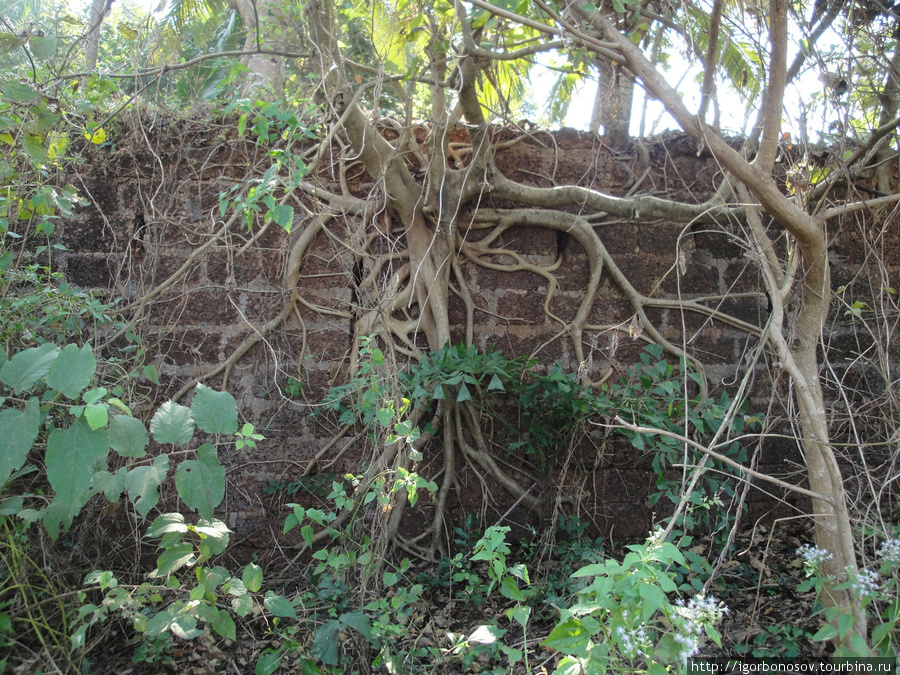 Ура, нашли форт. Древние стены в джунглях. Ни входа, ни выхода. Реди, Индия