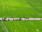 Рисовые поля в окрестностях Тук-Тука