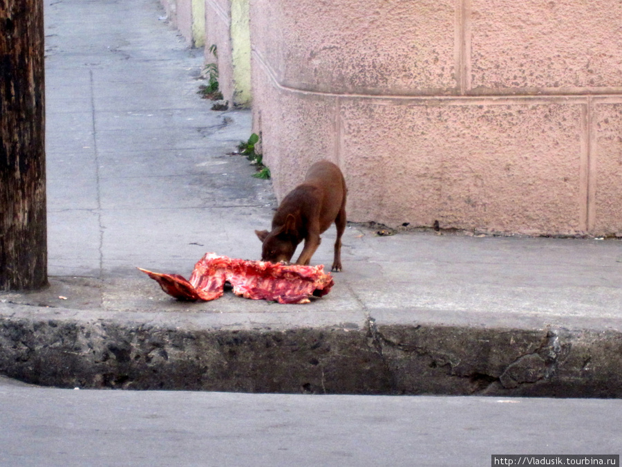 Вороне как-то Бог послал кусочек сыра... Ну а этой собаке повезло гораздо больше! Сьенфуэгос, Куба