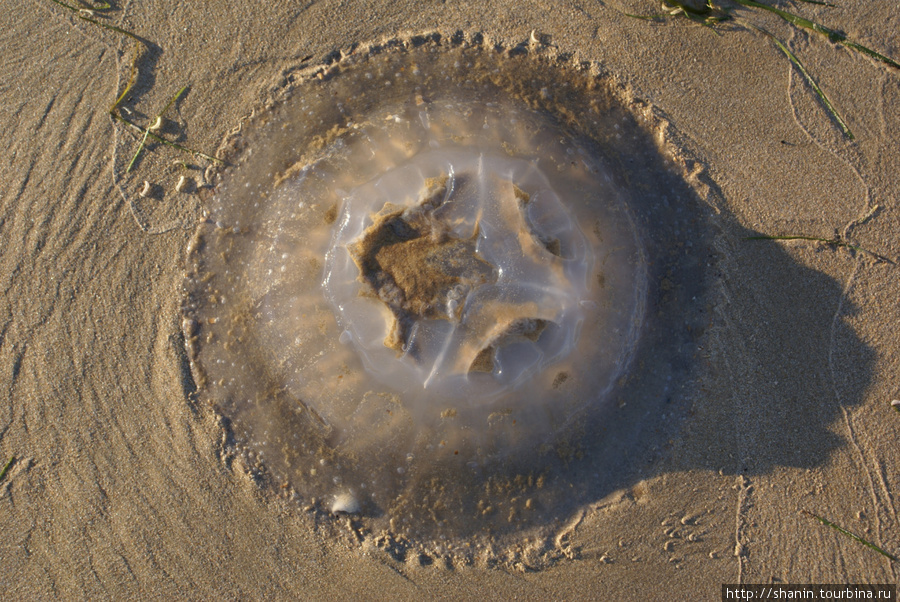 Медуза на песке Анапа, Россия