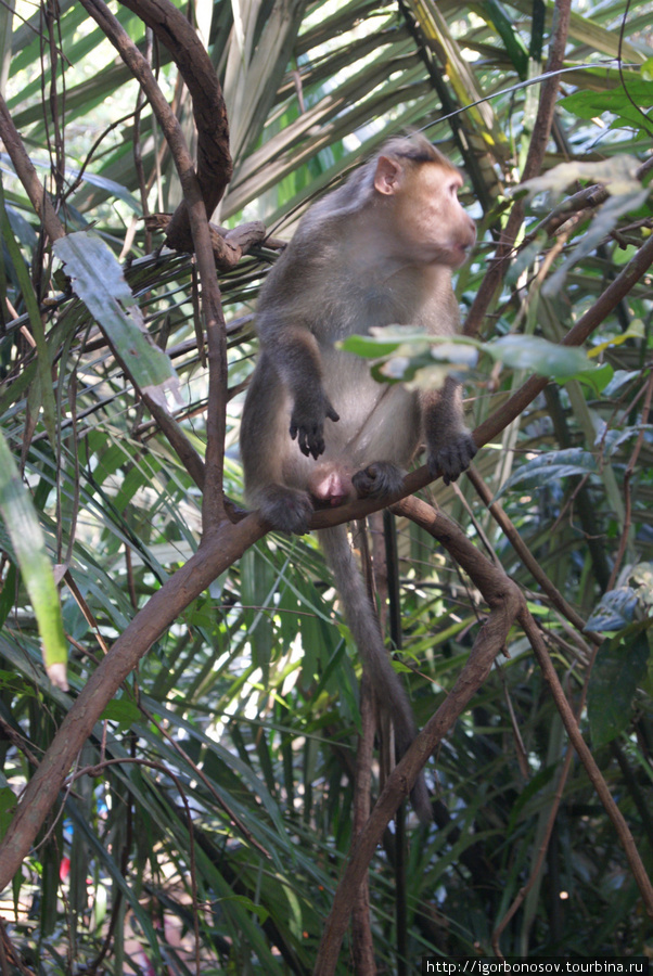 Главное развлечение — обезьяны. Штат Гоа, Индия