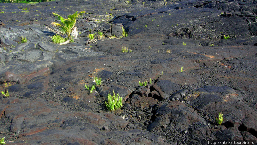 Про вулканы, лаву  и орхидеи Хавайи-Вулканос Национальный Парк, CША