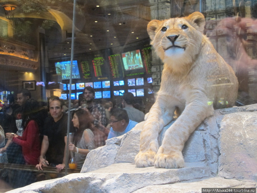 символ (самого большого) отеля и казино MGM Grand — лев. А внутри их живых 3 или 4 штуки Лас-Вегас, CША