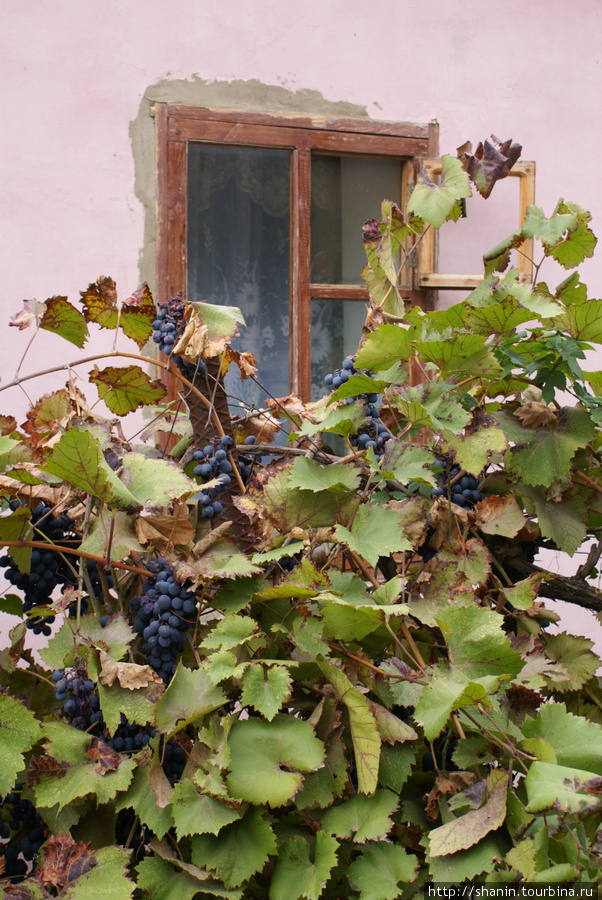 Дом с виноградом в Тамани Тамань, Россия