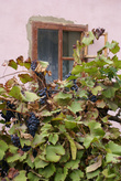 Дом с виноградом в Тамани