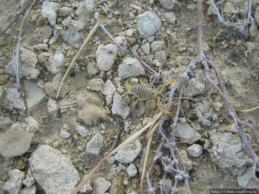 Очередной скорпиончик Полуостров Мангышлак, Казахстан
