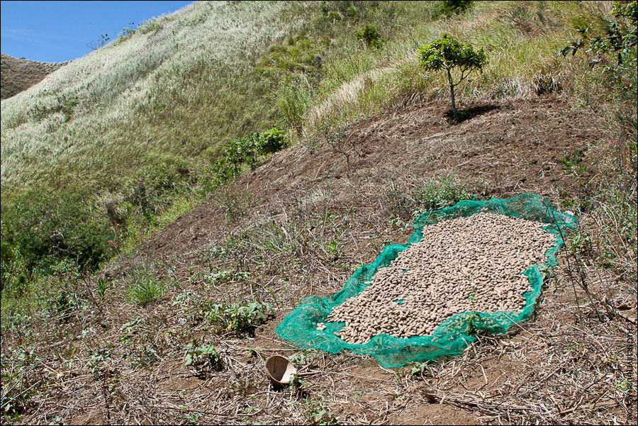 На склонах местные сушили арахис Тагайтай, Филиппины