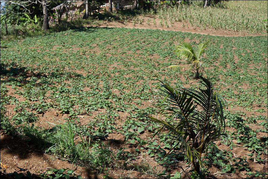 А так и не понял — это поля арахиса? вроде не очень похоже... Батат видимо Тагайтай, Филиппины
