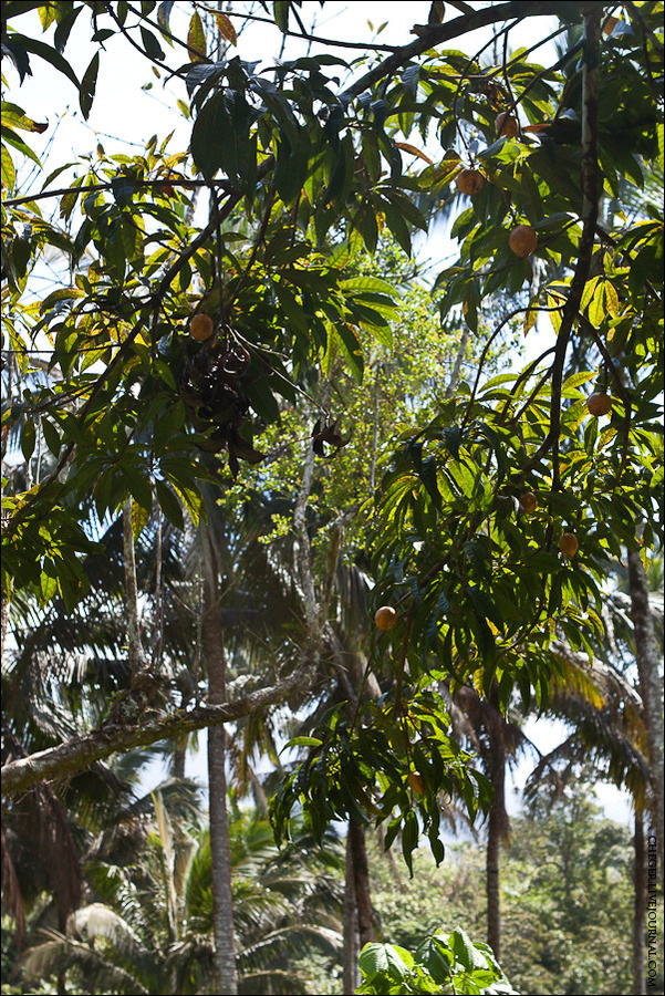 И прочих плодовых деревьев Сан-Пабло-Сити, Филиппины