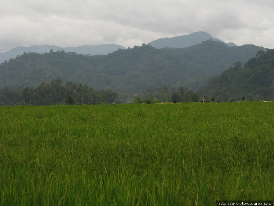 Пейзажи — вокруг села — такие: Джамби, Индонезия