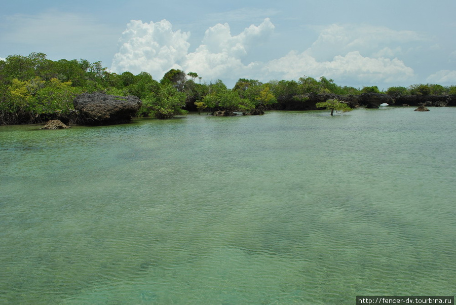 Зеленые воды мангровой лагуны Остров Занзибар, Танзания