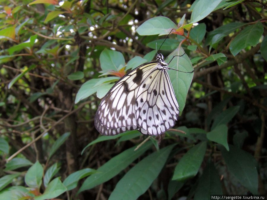 Бабочка. К моему стыду, незнаю их названий совсем. Пуэрто-Принсеса, остров Палаван, Филиппины
