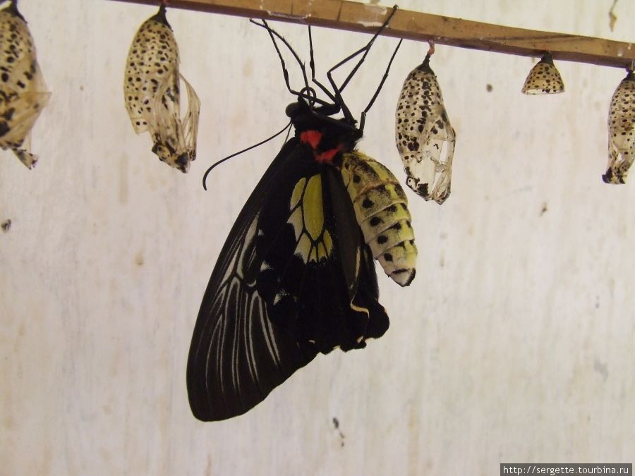 Роддом бабочек Пуэрто-Принсеса, остров Палаван, Филиппины