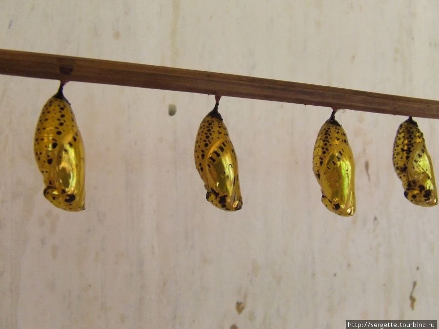 Куколки. Золотого цвета, наверно и бабочки  будут красавицами Пуэрто-Принсеса, остров Палаван, Филиппины