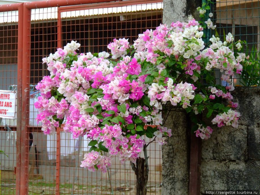 Бейкерс Хилл, только снаружи. Цветы Пуэрто-Принсеса, остров Палаван, Филиппины