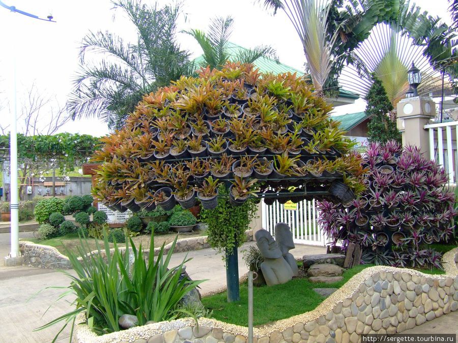 Бейкерс Хилл.Дерево из горшков с цветами Пуэрто-Принсеса, остров Палаван, Филиппины