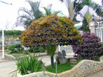 Бейкерс Хилл.Дерево из горшков с цветами