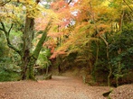 Осенний лес в Нара