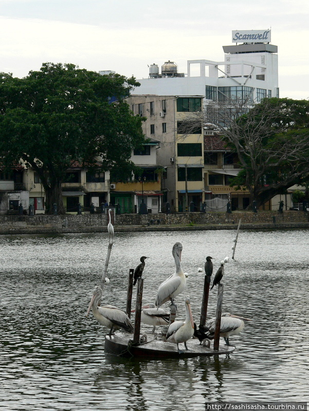 Коломбо, его птицы и Будды Коломбо, Шри-Ланка