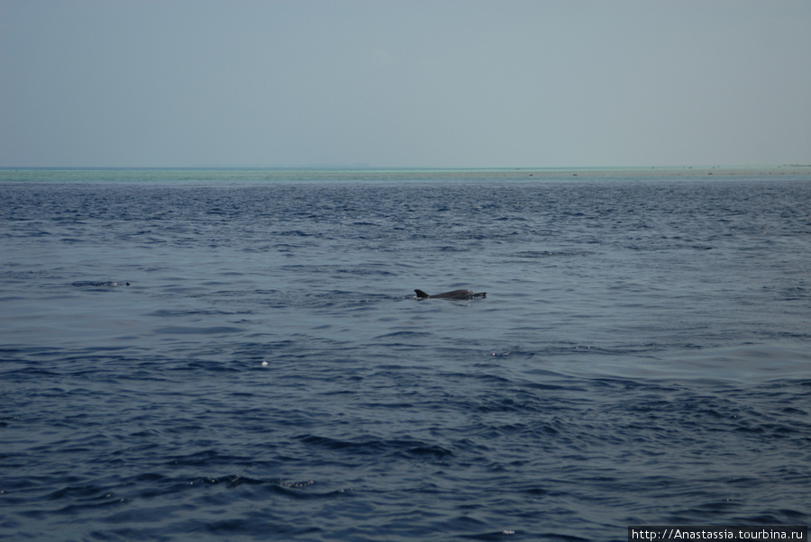 Дельфины Северный Мале Атолл, Мальдивские острова