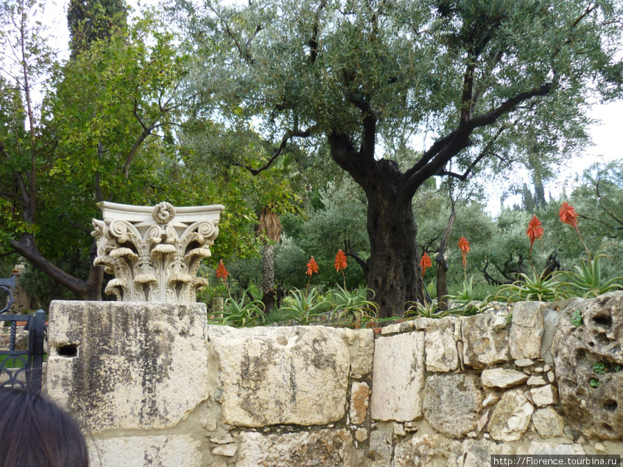 Гефсиманский сад Иерусалим, Израиль