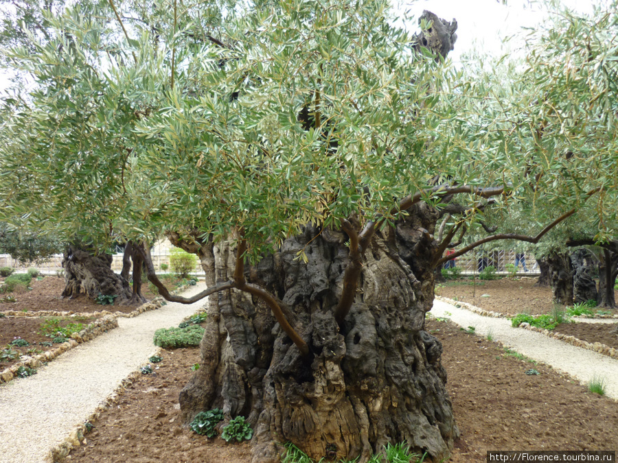 Гефсиманский сад Иерусалим, Израиль