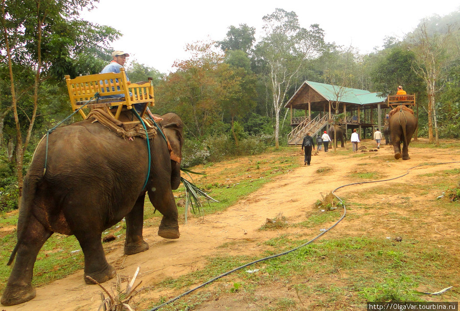 Слонихи идут на работу. Загружаешься в кресло со специального  сооружения, к которому все и направились Провинция Луангпрабанг, Лаос
