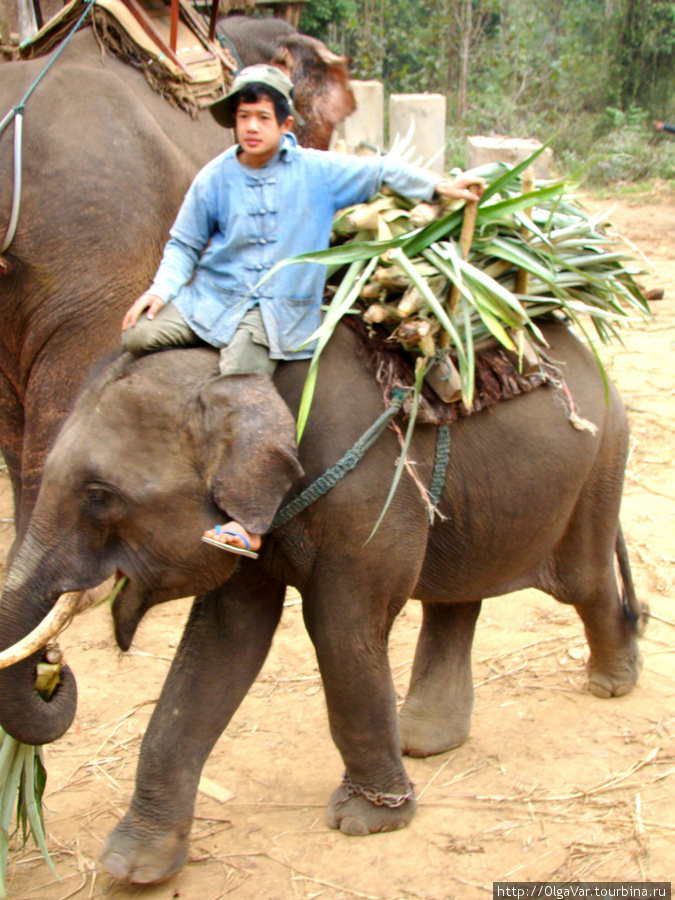 Маленький слоник с фуражом Провинция Луангпрабанг, Лаос