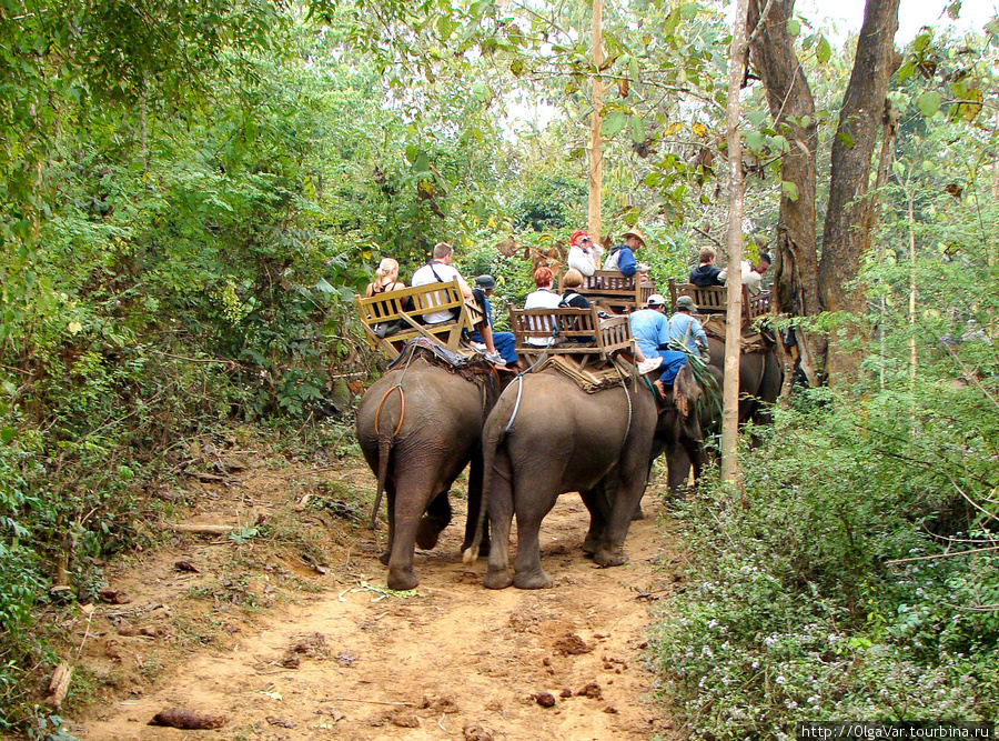 Слоны дружною толпою....Главное, чтобы в этот момент не подрались Провинция Луангпрабанг, Лаос