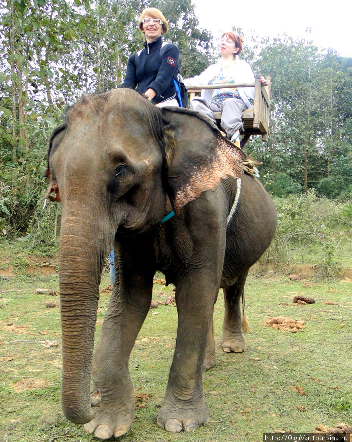 На небольшой полянке, где слонам сделали остановку, чтобы основательно подкрепиться сочными зелеными листьями, осторожно перебралась на шею Хамли, которую доверил мне Пен Провинция Луангпрабанг, Лаос