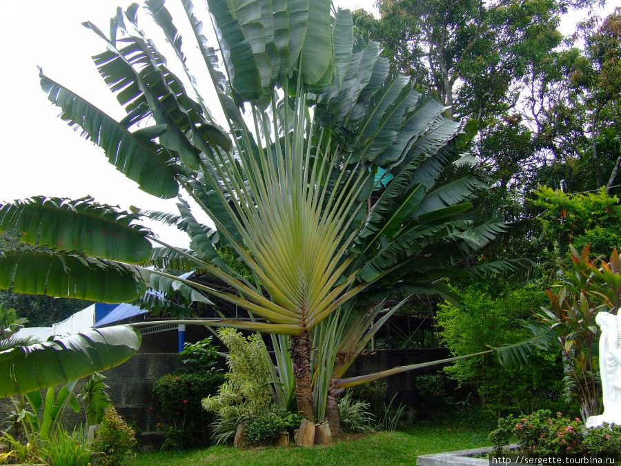 Дерево путешественников — для путешествующих в другой мир. Пуэрто-Принсеса, остров Палаван, Филиппины