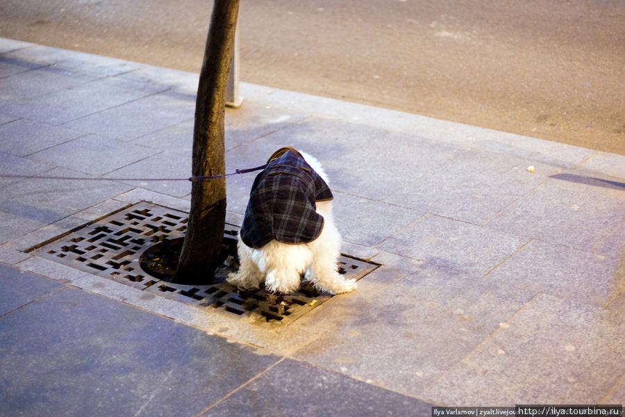 Поскольку весь центр закатали в асфальт, бедным собачкам приходится долго терпеть в поисках кусочка земли и дерева. Мадрид, Испания