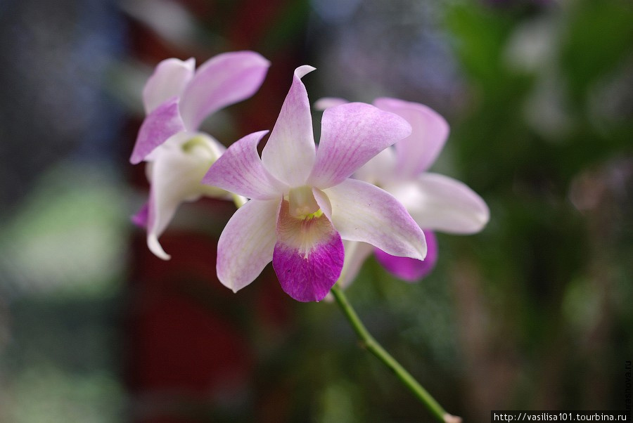 Орхидеи Королевского ботанического сада в Перадении
