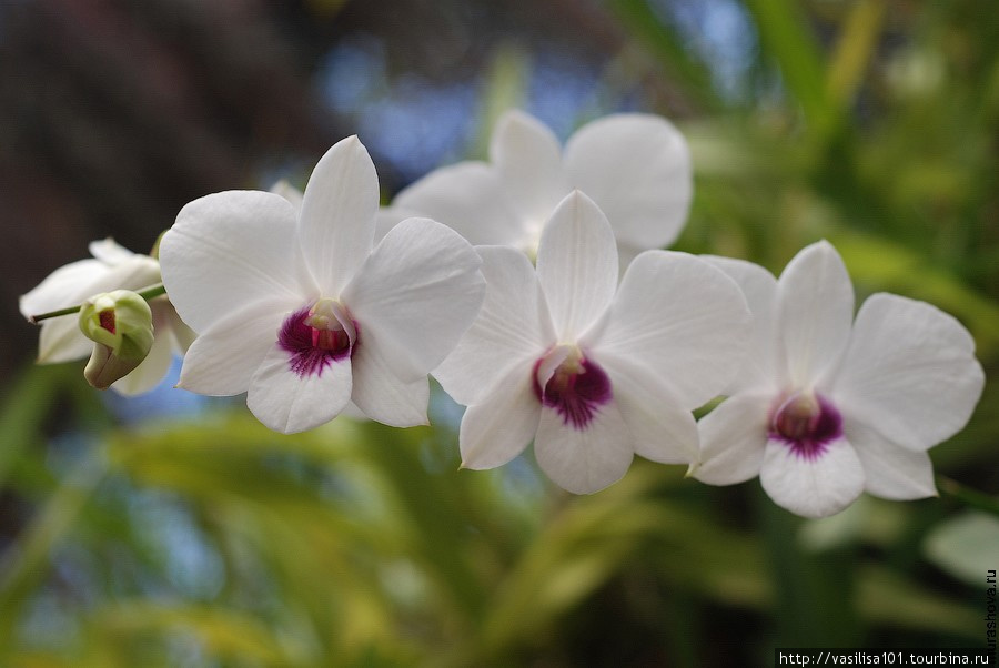 Орхидеи Королевского ботанического сада в Перадении