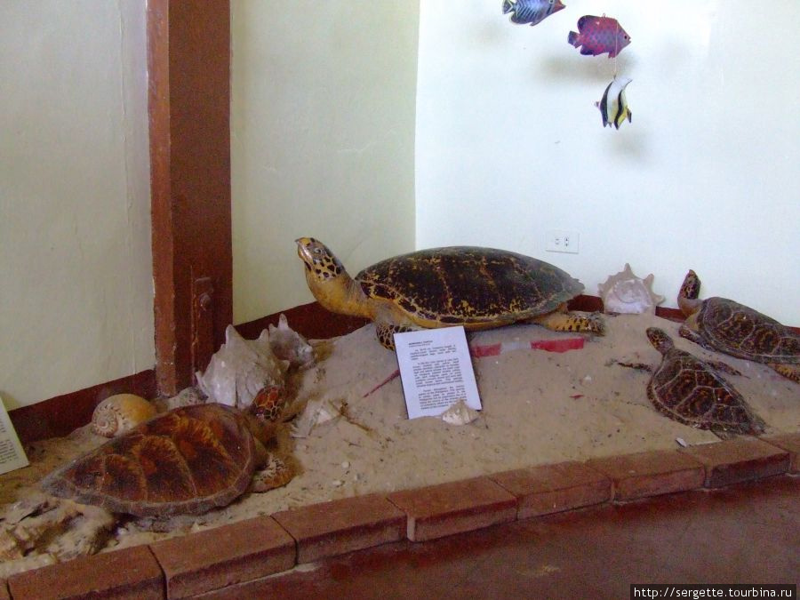 Черепахи. Неживые Пуэрто-Принсеса, остров Палаван, Филиппины