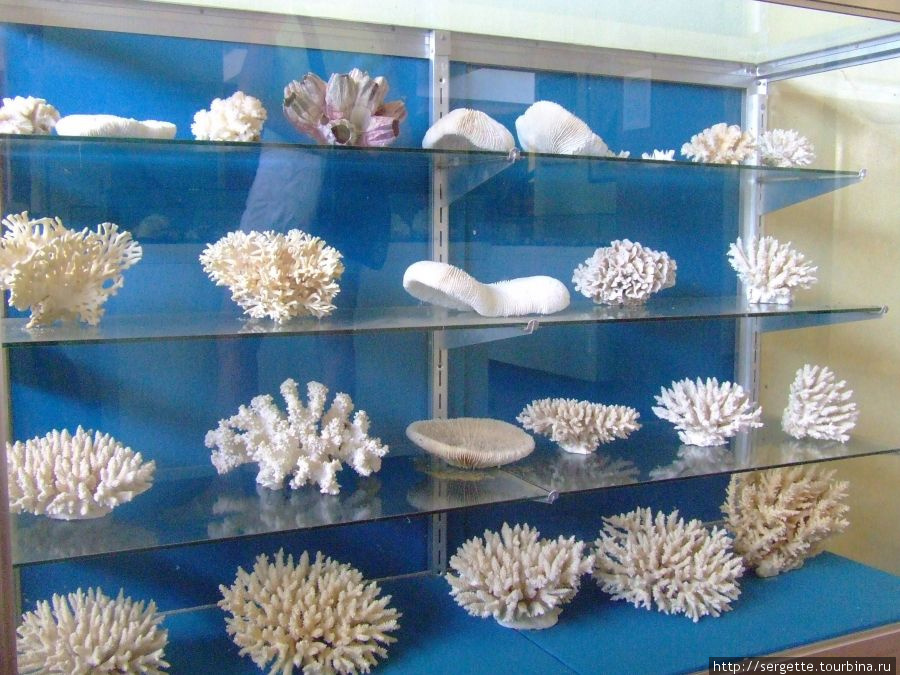 Стенд с коралами Пуэрто-Принсеса, остров Палаван, Филиппины