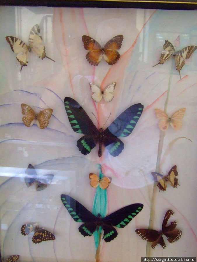 Бабочки Пуэрто-Принсеса, остров Палаван, Филиппины