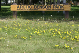 Arctic Benson Park с одуванчиками