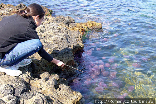Средиземноморские медузы. Антиб, Франция
