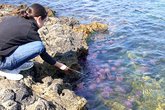 Средиземноморские медузы.