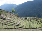 Говорят, террасовое земледелие придумал в Непале