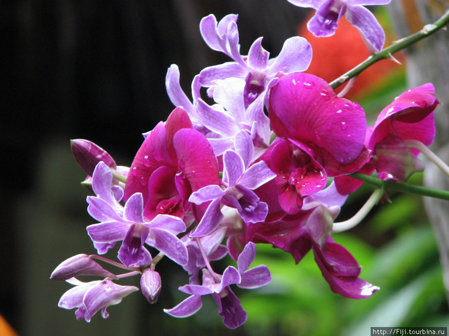 Орхидеи Мальдивские острова