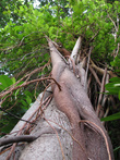 У мангровых деревьев, похоже, нет ни верха, ни низа — корни растут как попало.