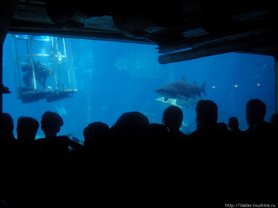 Народ собрался смотреть кормёжку акул Дурбан, ЮАР