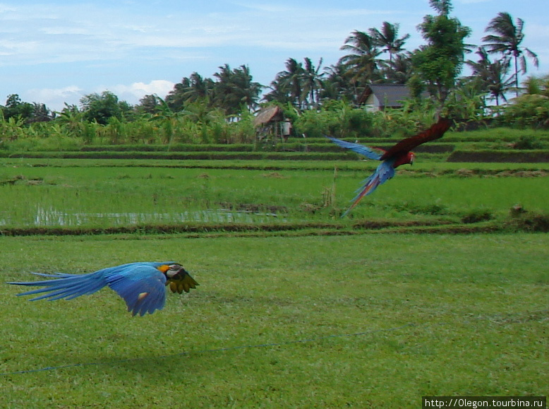 На больших островах такие красочные попугаи уже прирученные людьми Индонезия