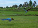 На больших островах такие красочные попугаи уже прирученные людьми