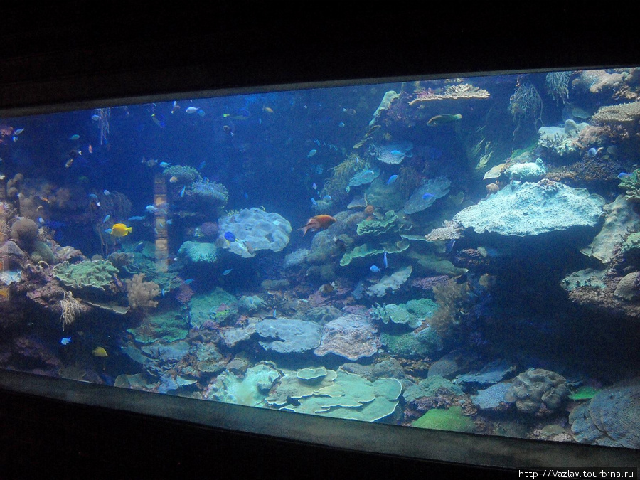Один из аквариумов Дурбан, ЮАР