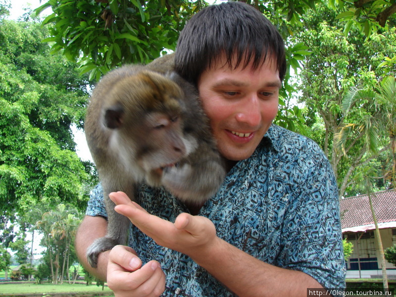 Наглые обезьяны забираются на плечи Индонезия