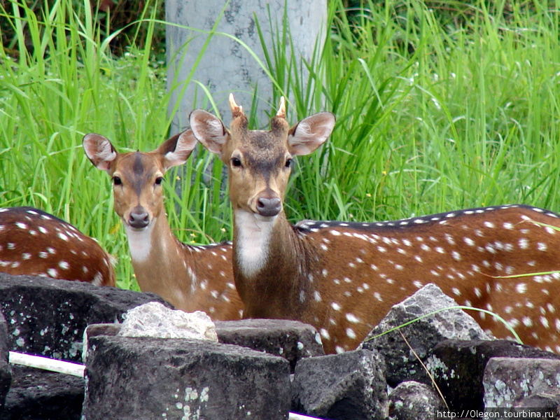 Этих оленей можно увидеть рядом с храмом Прамбанан на Яве Индонезия