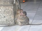 Домашние обезьянки на привязи